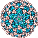 Aquareovirus particle of rice dwarf virus